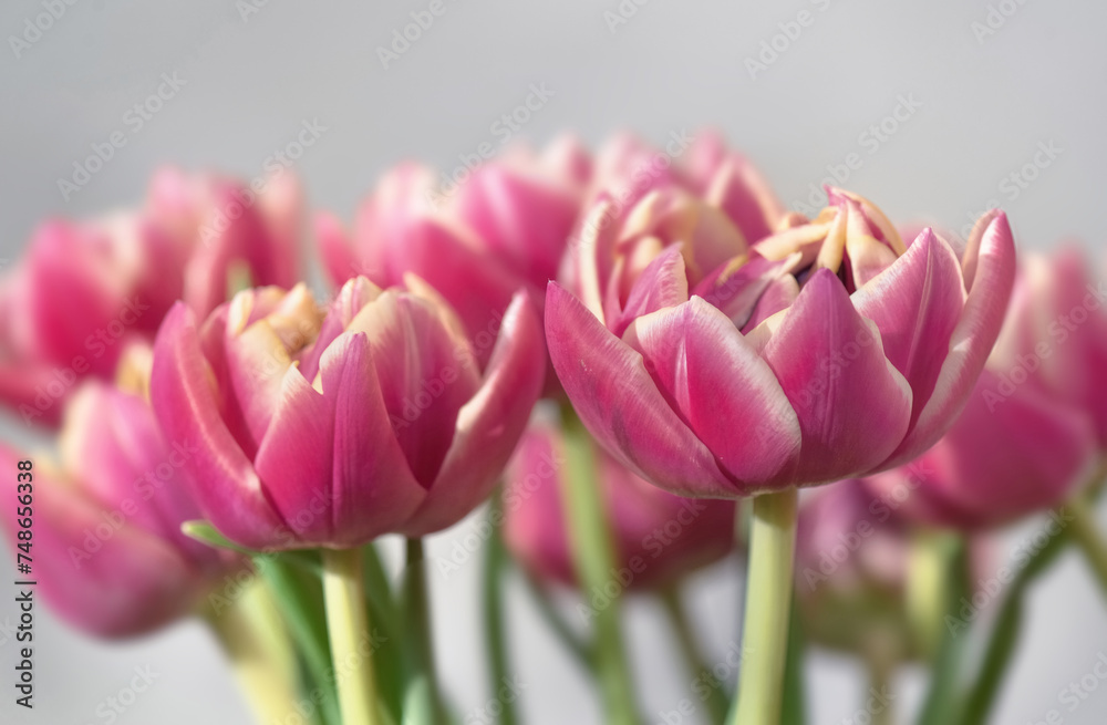 Fototapeta premium closeup of beautiful pink double-flowered tulip flowers isolated on clear background