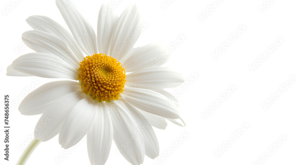 One white daisy flower isolated on transparent background
