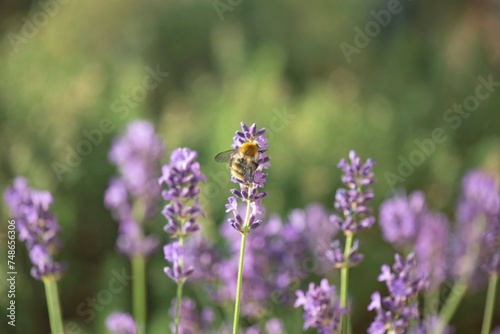 lavender flowers blooming in a garden and honey bee collecting pollen