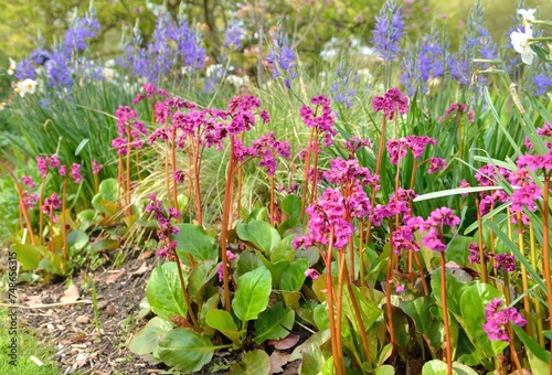 Fototapeta Naklejka Na Ścianę i Meble -  beautiful flower bed of pink bergenia cordifolia blooming with other blue melody flowers  in a spring garden