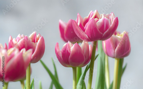 closeup of beautiful pink double-flowered tulip flowers isolated on clear bac...