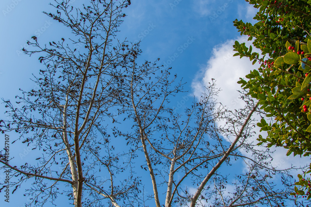 冬の木と青空と雲