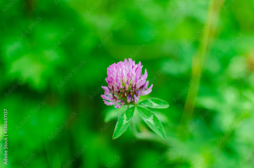 ムラサキツメクサのアップ