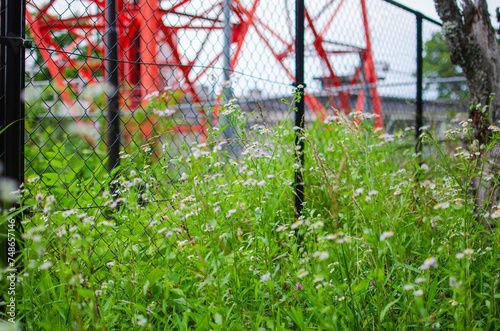 雑草の花が咲いている