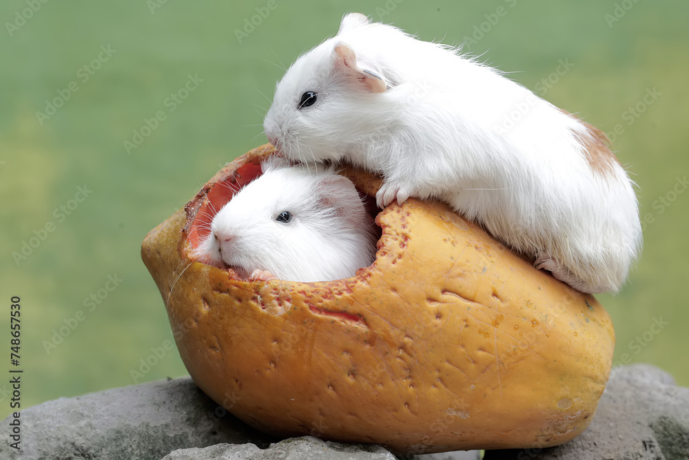 Vibrant Can Guinea Pigs Eat Papaya Moment Art Vibrant Can Guinea Pigs Eat Papaya Moment Art