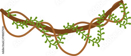 Lianas branch with vines