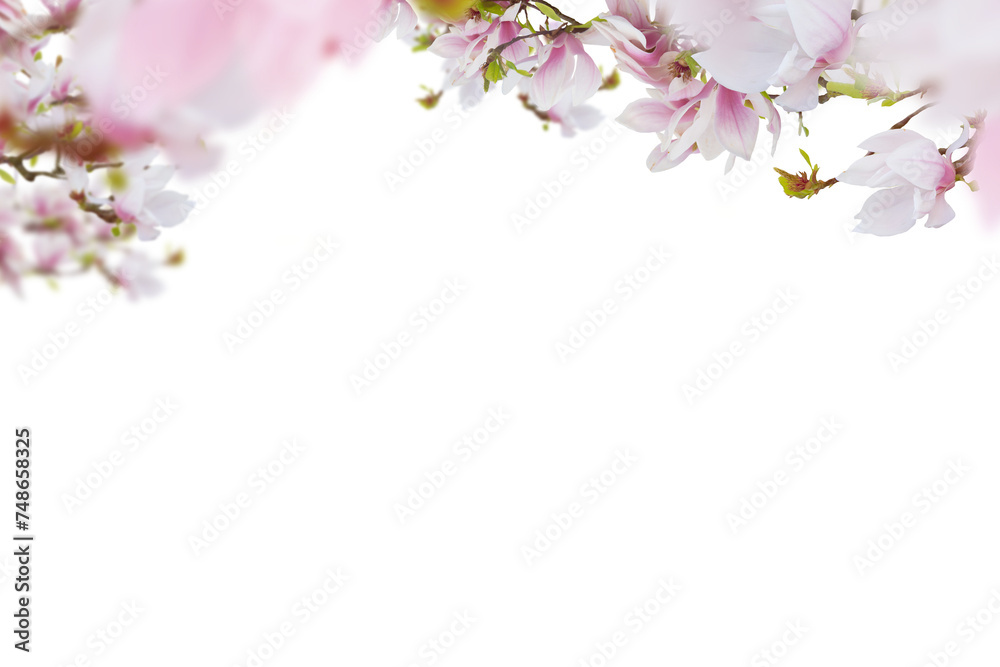 Obraz premium Beautiful pink magnolia flowers horizontal border isolated on white background