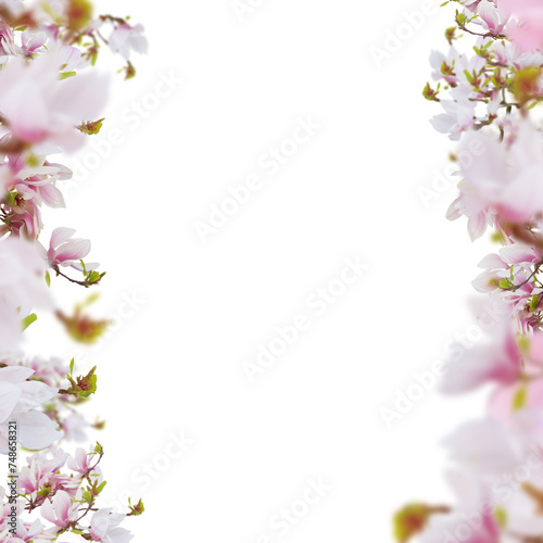 Beautiful fresh pink magnolia flowers borders isolated on white