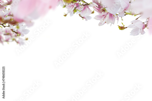 Beautiful pink magnolia flowers horizontal border isolated on white background
