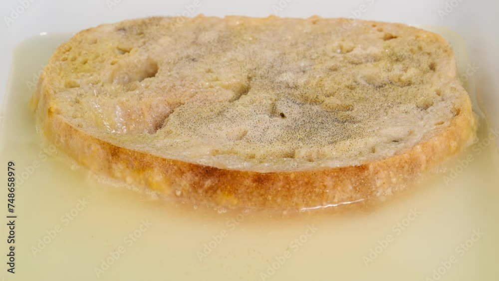 mold forming on slice of bread in water time lapse mold forming on slice of bread in water time lapse