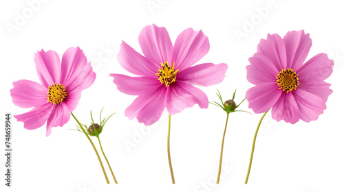 Set of three pink Cosmos bipinnatus flowers with different perspective isolated on transparent background photo