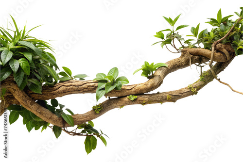 twisted jungle branch growing plants on a transparent background