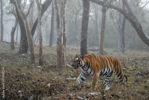 Bengal Tiger - Panthera Tigris tigris, beautiful colored large cat from South Asian forests and woodlands, Nagarahole Tiger Reserve, India.