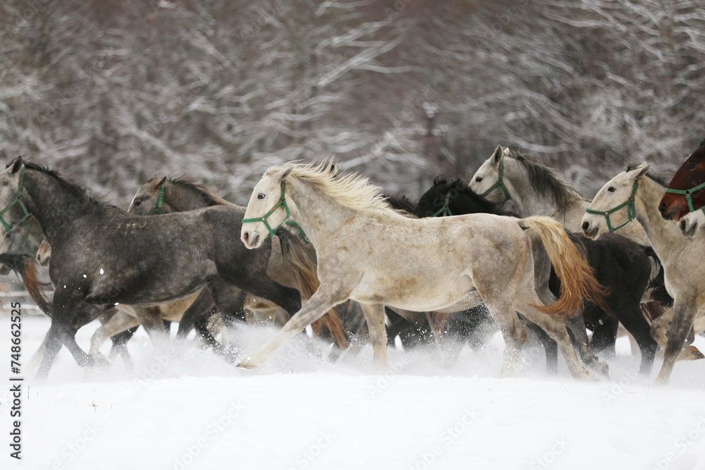 Herd of horses run across the field. A large herd of beautiful horses gallops across on pasture wintertime Herd of horses run across the field. A large herd of beautiful horses gallops across on pasture wintertime
