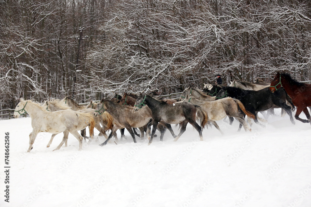 Herd of horses run across the field. A large herd of beautiful horses gallops across on pasture wintertime Herd of horses run across the field. A large herd of beautiful horses gallops across on pasture wintertime