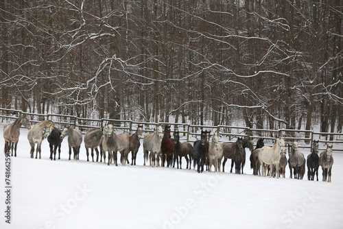 Herd of horses run across the field. A large herd of beautiful horses gallops across on pasture wintertime © acceptfoto