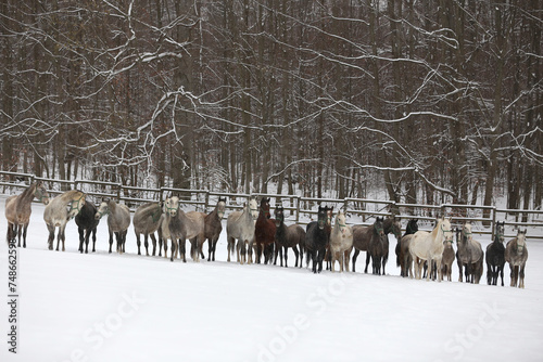 Herd of horses run across the field. A large herd of beautiful horses gallops across on pasture wintertime