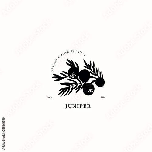 Flat vector juniper branch drawing