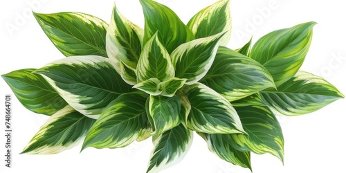 Vibrant hosta plant leaves with green and white variegation isolated on a white background. photo