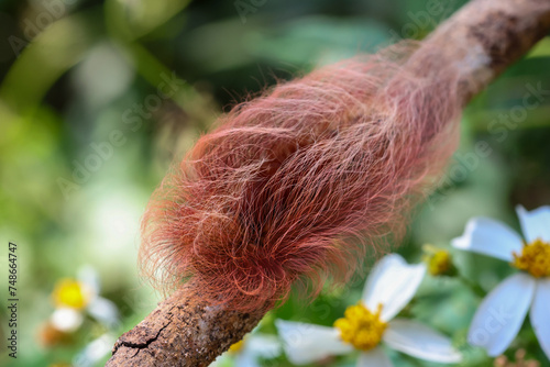selective focus, large, fluffy, pink caterpillar Insects that look strange but are beautiful and cute. Caterpillars of moths in the forest are hard to find.