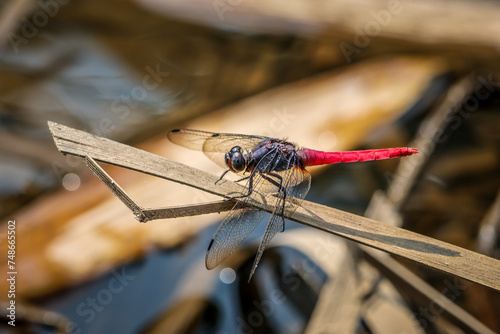 Foto Selective FocusA large, red-bottomed, big-eyed dragonfly on a branch by a stream