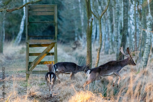 Damhirsche im Osterwald bei Zingst. photo