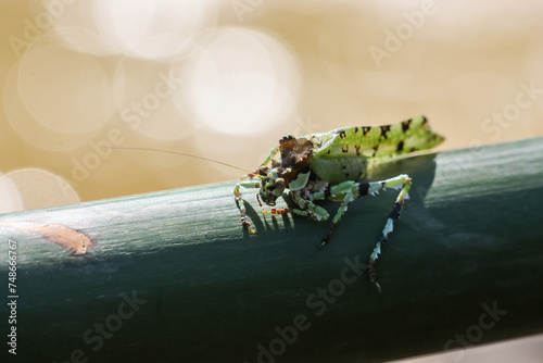 close up Trachyzulpha Katydid on bamboo grasshopper with a speckled pattern resembling military camouflage. Looks beautiful and unusual, hard to find. Grasshoppers in Thailand photo