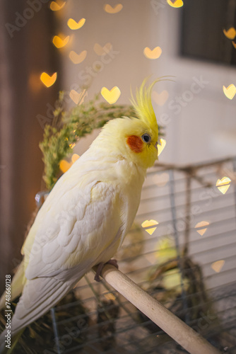 Beautiful photo of a bird. Ornithology.Funny parrot.Cockatiel parrot.
Home pet yellow bird.Beautiful feathers.Love for animals.Cute cockatiel.Home pet parrot.A bird with a crest.Natural color.
memes.