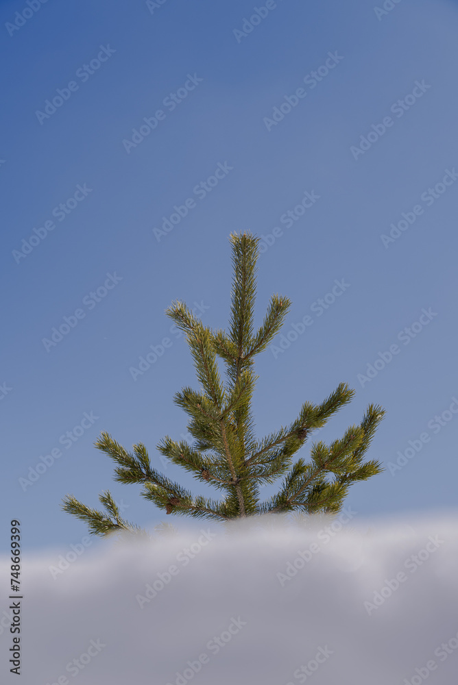 Snow covered Pine Trees on the side of a mountain.