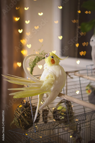 Beautiful photo of a bird. Ornithology.Funny parrot.Cockatiel parrot.
Home pet yellow bird.Beautiful feathers.Love for animals.Cute cockatiel.Home pet parrot.A bird with a crest.Natural color.
memes.