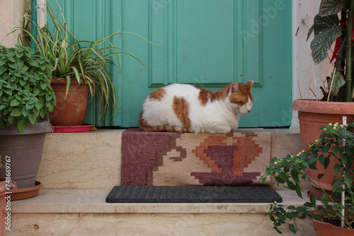 cat in front of a door in rethymno in crete in greece  photo