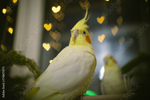 Beautiful photo of a bird. Ornithology.Funny parrot.Cockatiel parrot. Home pet yellow bird.Beautiful feathers.Love for animals.Cute cockatiel.Home pet parrot.A bird with a crest.Natural color. memes.