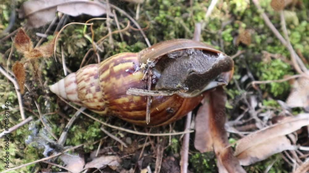 snail snail