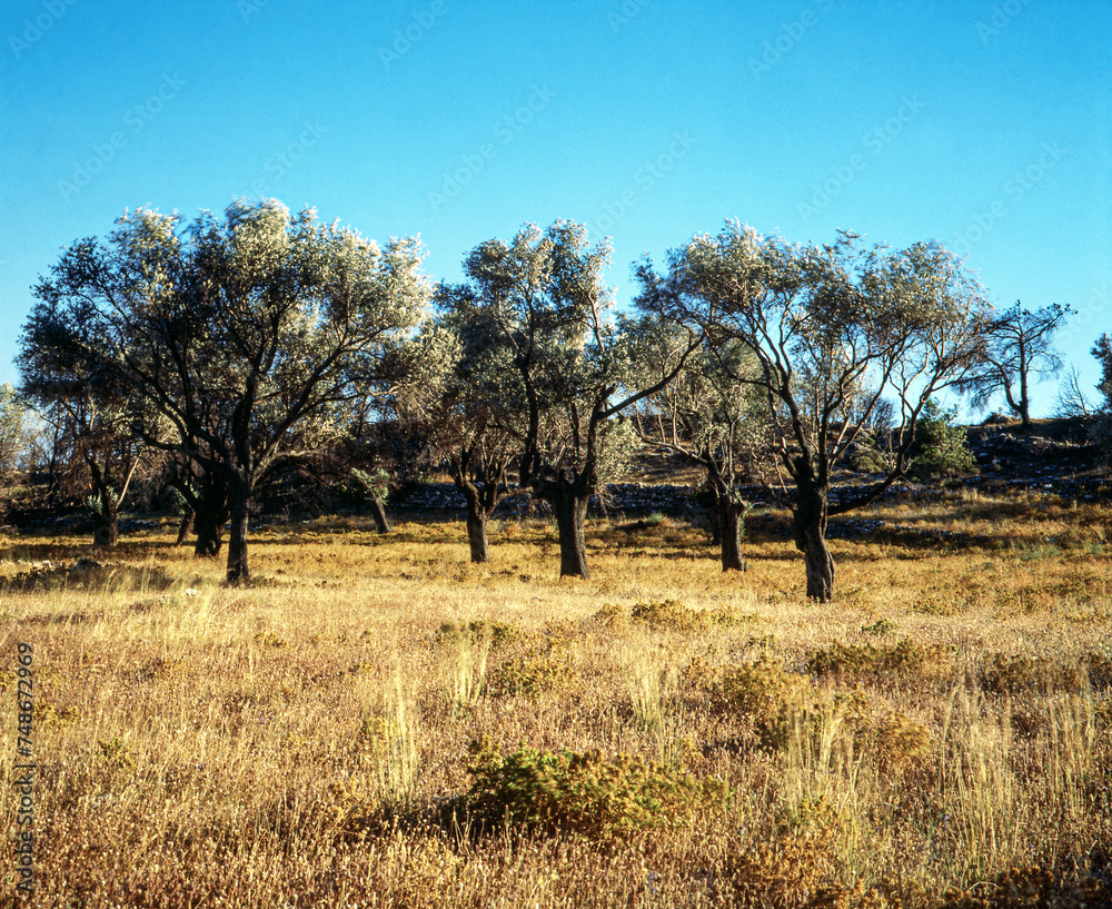 trees in the field, greece,grekland,Mats trees in the field, greece,grekland,Mats