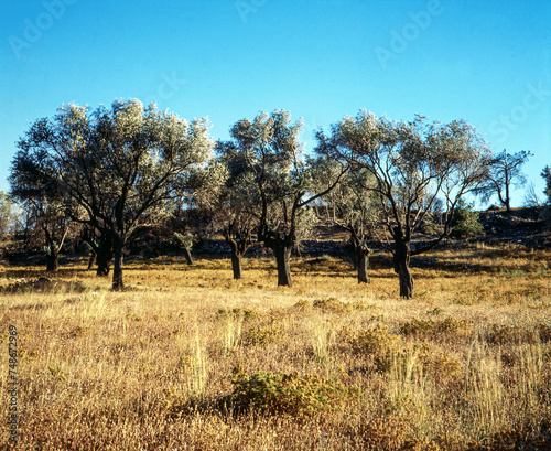 trees in the field, greece,grekland,Mats