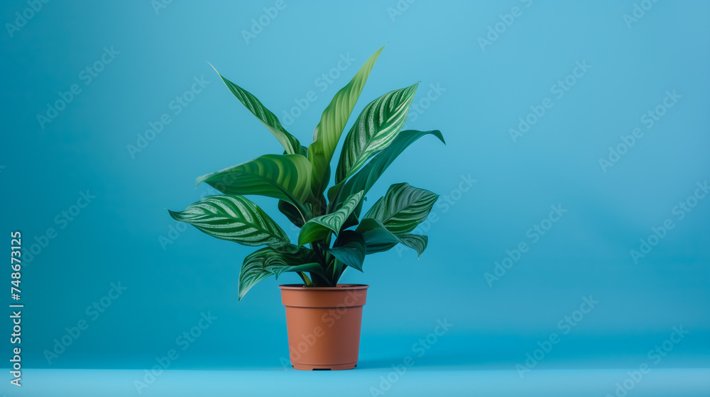 A house plant with blue wall background