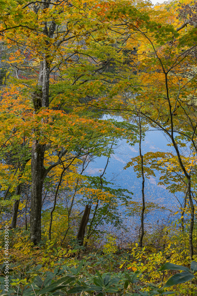 Fototapeta premium 日本 青森県西津軽郡深浦町の白神山地西部に位置する湖沼群、十二湖の王池と紅葉