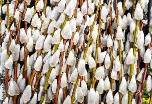 Catkins theme. Beautiful aments background. Spring catkin.