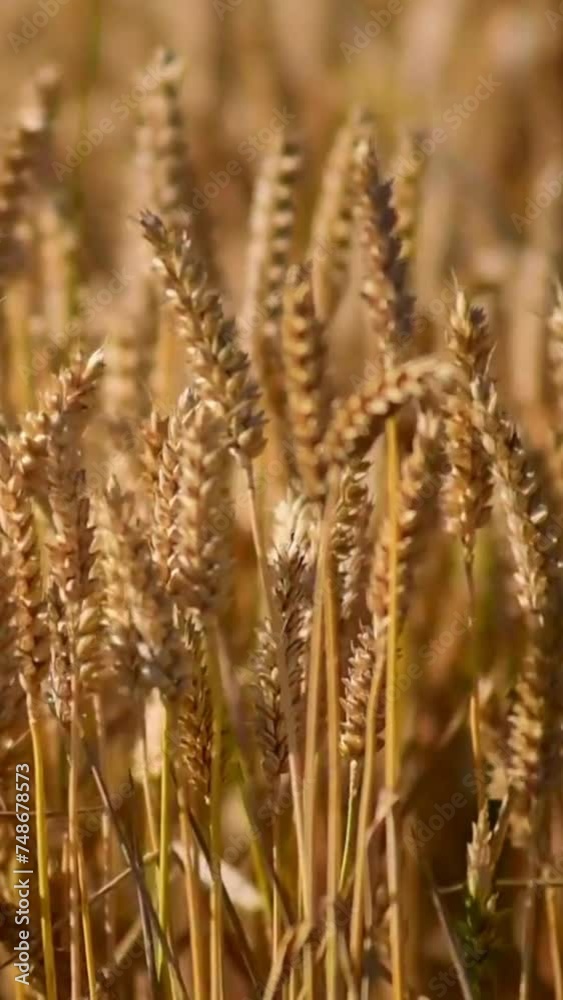 Golden wheat field. Ears of wheat close up. Harvesting concept Golden wheat field. Ears of wheat close up. Harvesting concept