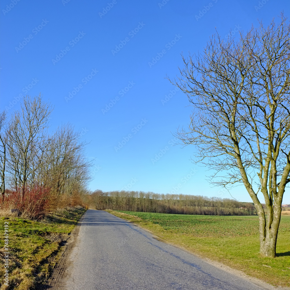 Road, landscape and trees with field in countryside for travel, adventure and roadtrip with forest in nature. Street, path and location in Amsterdam with blue sky, roadway and environment for tourism