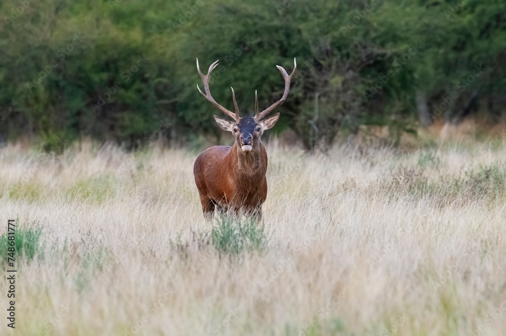 Red deer, Male roaring in La Pampa, Argentina, Parque Luro, Nature Reserve Red deer, Male roaring in La Pampa, Argentina, Parque Luro, Nature Reserve