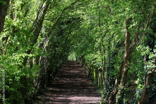 Into the forest