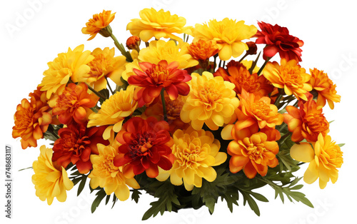 Vibrant Marigolds A Splash of Bold Orange and Yellow on white background
