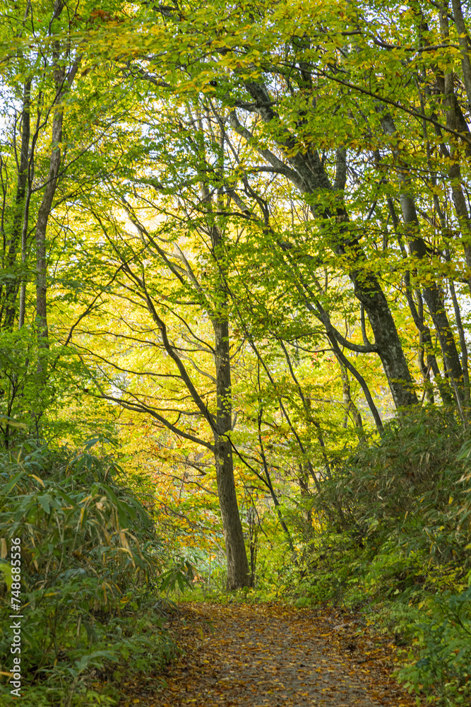 Obraz premium 日本 青森県西津軽郡深浦町の白神山地西部に位置する湖沼群、十二湖のブナの森と紅葉