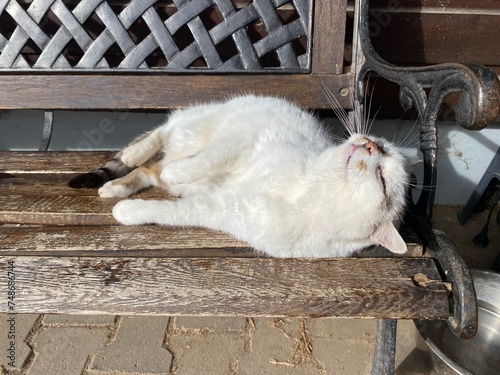 A white cat lying on a garden bench © Gylando501
