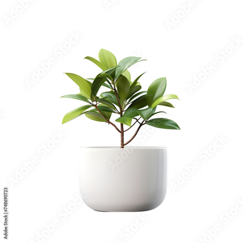 Ficus in white pot on transparent background © Graphicsstudio 5