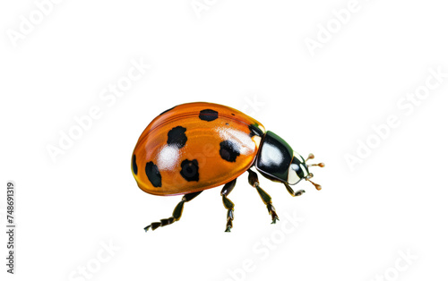 Ladybug Crawling on Green Leaf Close-Up on white background © momina