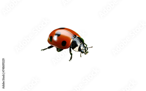 Close-Up of Ladybug on Green Leaf on white background © momina