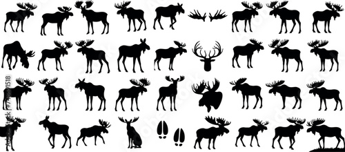 Moose silhouette, wildlife, nature, outdoors, diverse poses, white background. Captivating collection showcasing natural movements of wild moose in forest
