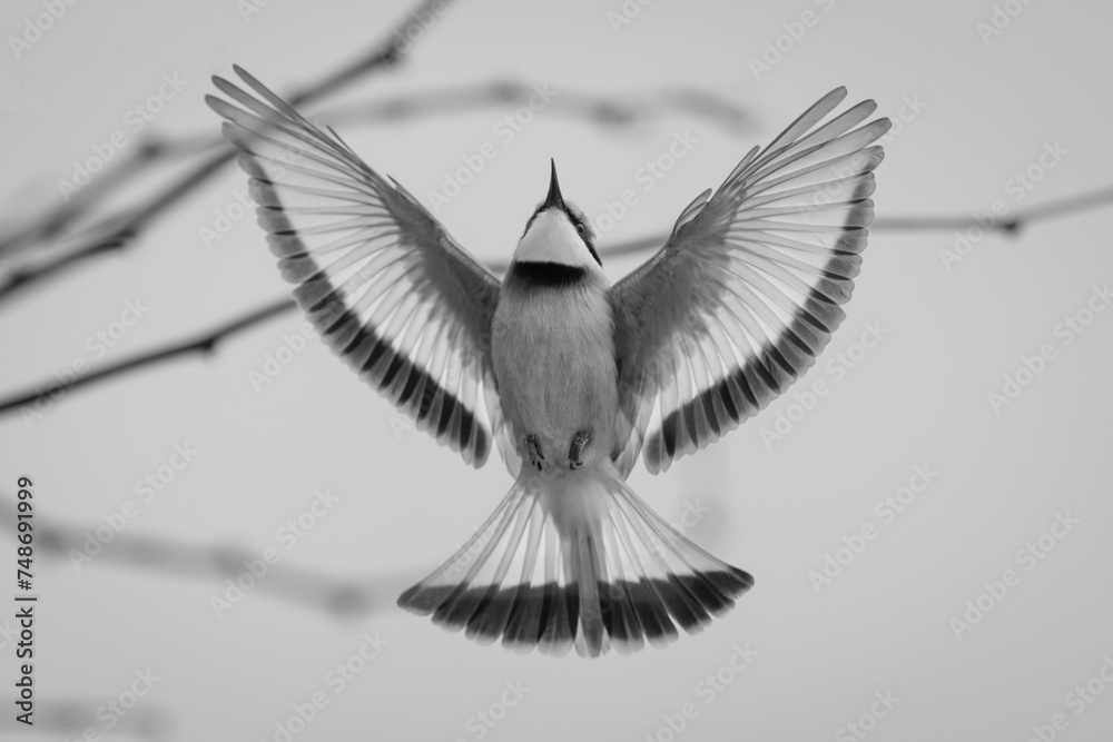 Mono little bee-eater spreads wings in flight - obrazy, fototapety, plakaty 